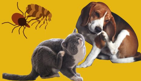 The Importance of Flea and Tick Prevention for Pets