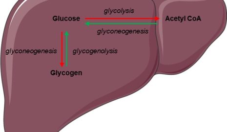 The Role of Glucagon in Blood Sugar Regulation