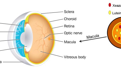 The Importance of Lutein for Eye Health