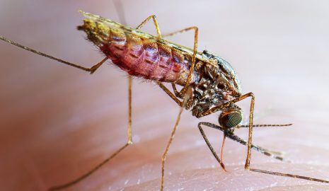 Five Effective Strategies to Guard Against Malaria in Nigeria