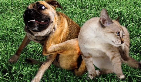 The Importance of Parasite Prevention for Pets