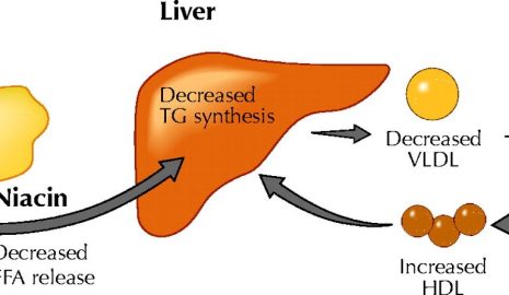 The Importance of Niacin for Metabolism