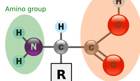 How the Body Processes Amino Acids