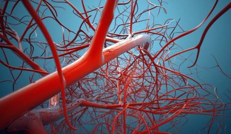 Understanding the Different Types of Blood Vessels