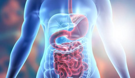 How the Body Processes Polyphenols