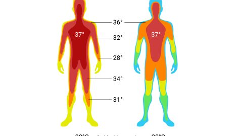 How the Body Regulates Body Temperature