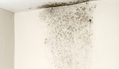 How to Prepare for Dust and Mold Exposure