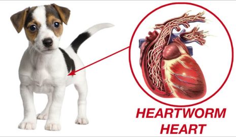 The Importance of Heartworm Prevention for Pets