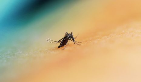 How to Protect Yourself from Mosquito-Borne Diseases