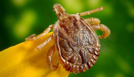 How to Protect Yourself from Tick-Borne Diseases