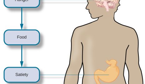 How the Body Regulates Hunger and Satiety