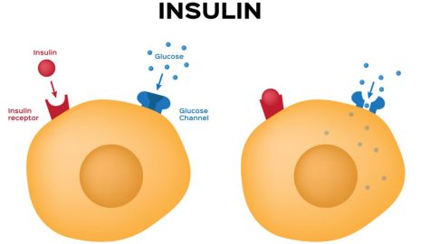 The Role of Insulin in Glucose Metabolism