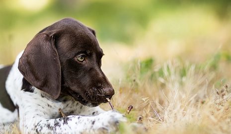 The Importance of Lice Prevention for Pets