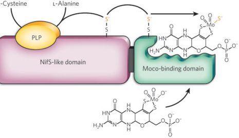 The Importance of Molybdenum for Enzyme Function