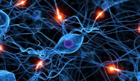 The Science Behind Nerve Transmission