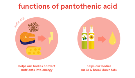 The Importance of Pantothenic Acid for Metabolism