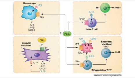 The Role of Prostaglandins in Inflammation