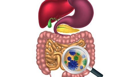 The Importance of Gut Flora in Digestive Health