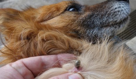 The Importance of Tick Prevention for Pets