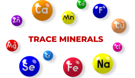 How the Body Processes Trace Minerals