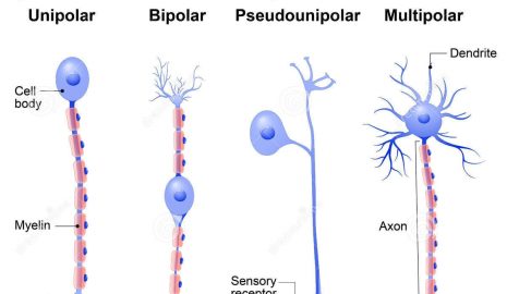 Understanding the Different Types of Nerves